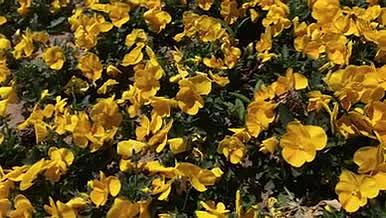 自然黄色野花4K高清实拍视频素材视频的预览图